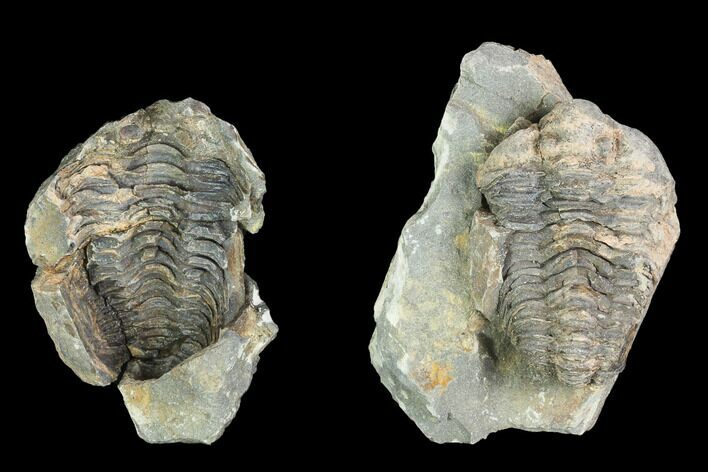 Fossil Calymene Trilobite Nodule - Morocco #100018